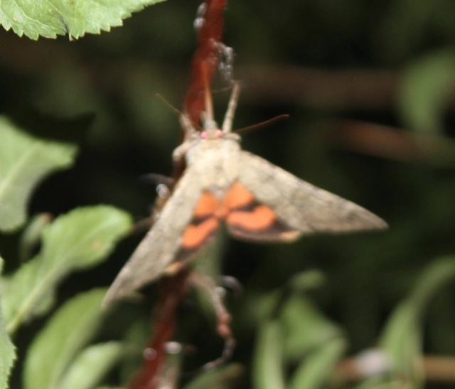 Catocala puerpera - nyárfa-övesbagoly