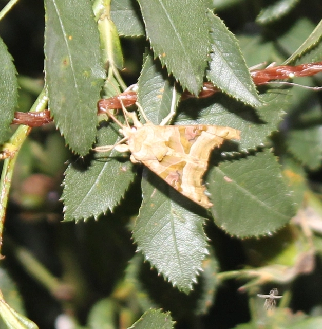 Phlogophora meticulosa - vándorló csipkésbagoly
