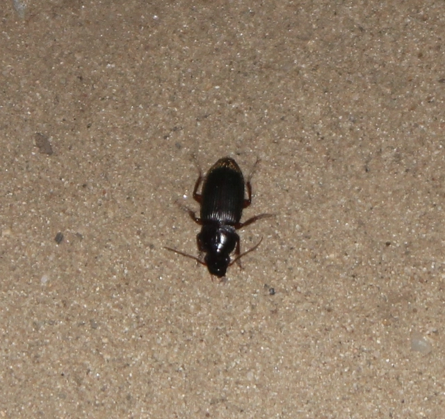 Harpalus rufipes - nagy selymesfutó