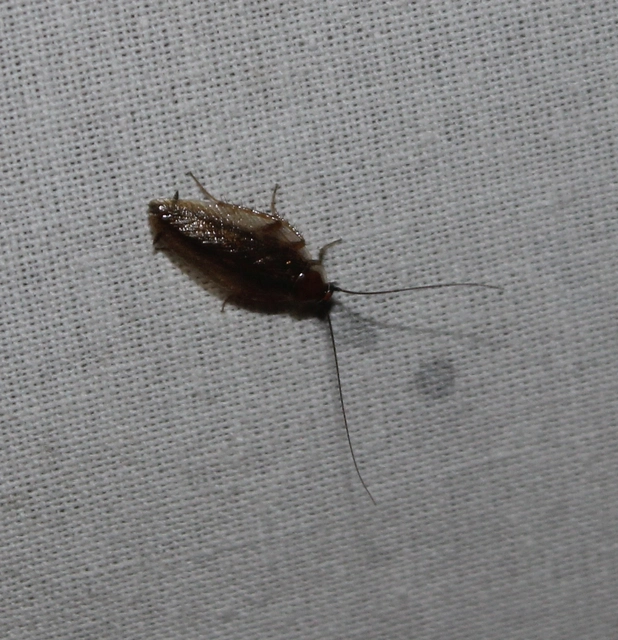 Blattodea - Csótányok