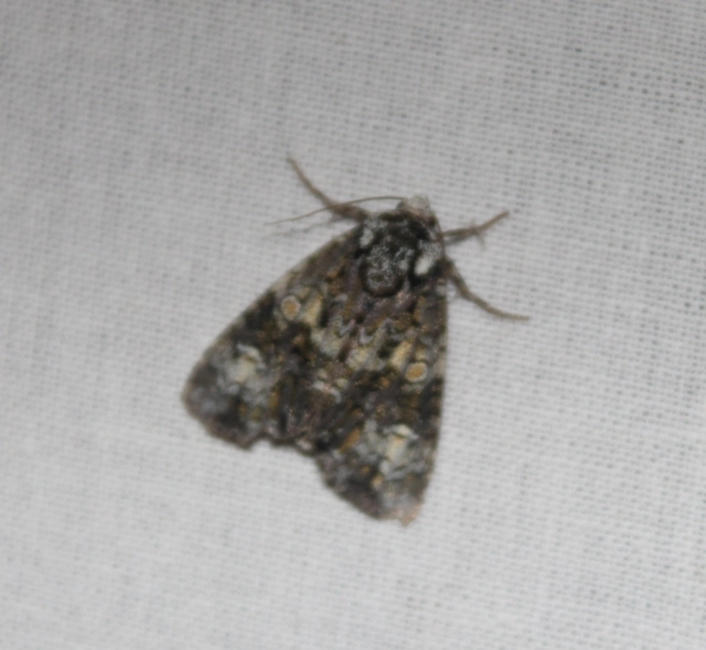 Craniophora ligustri - fagyalbagoly