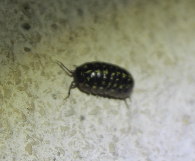 Isopoda - Ászkarákok