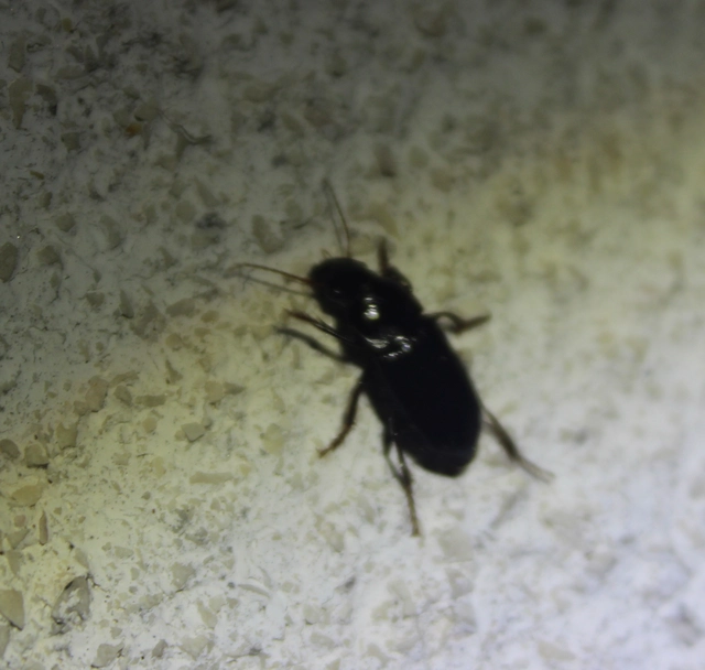 Harpalus