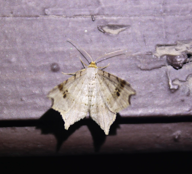 Macaria alternata - közönséges szürkearaszoló