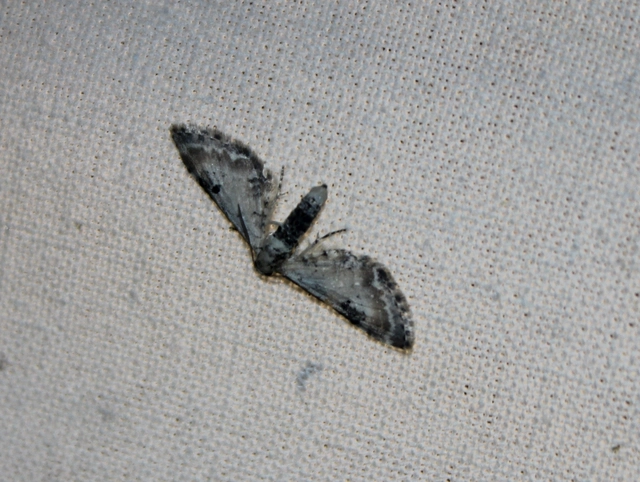 Eupithecia centaureata - búzavirág-törpearaszoló
