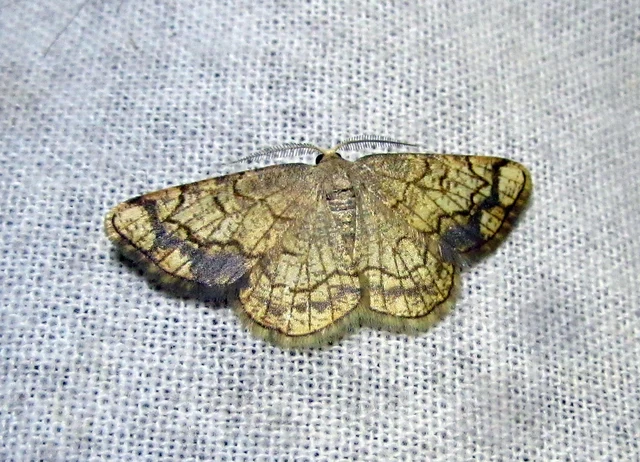 Stegania dilectaria - fehérnyár-araszoló