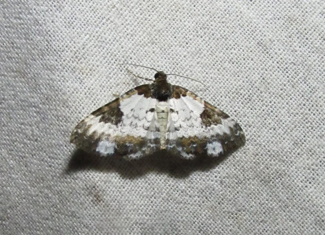 Melanthia procellata - hullámos tarkaaraszoló