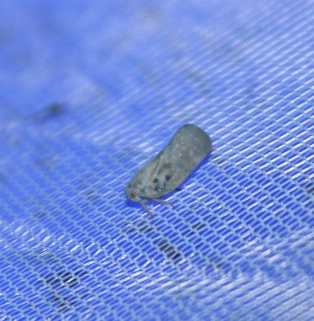 Metcalfa pruinosa - amerikai lepkekabóca