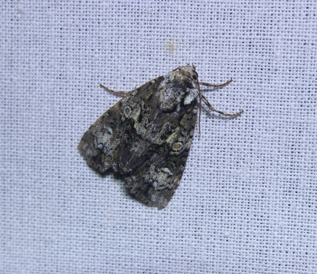 Craniophora ligustri - fagyalbagoly
