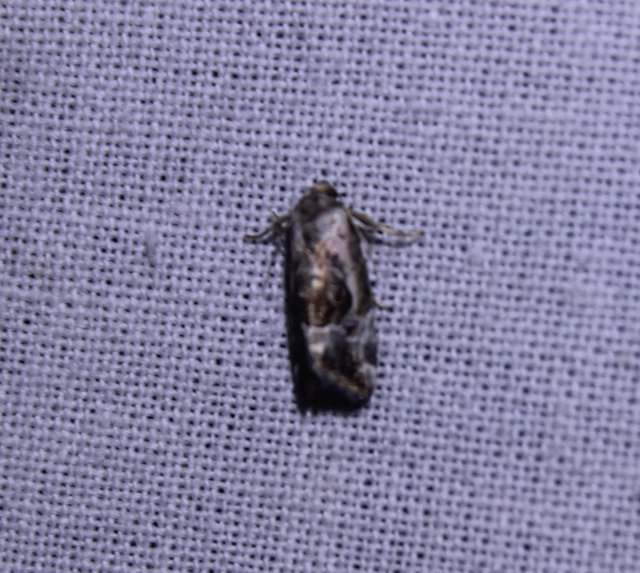 Hapalotis venustula - rózsaszínű mázasbagoly