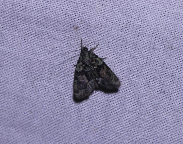 Cryphia algae - sárgászöld zuzmóbagoly