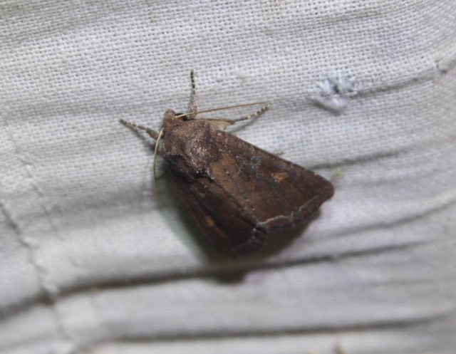 Lacanobia oleracea - saláta-kertibagoly