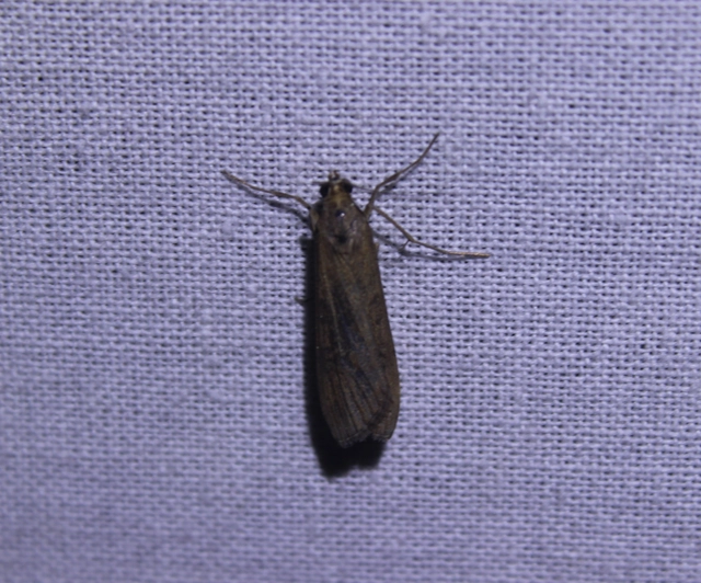 Nomophila noctuella - közönséges vándormoly