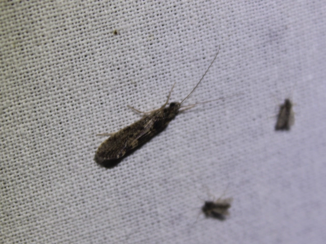 Trichoptera - Tegzesek