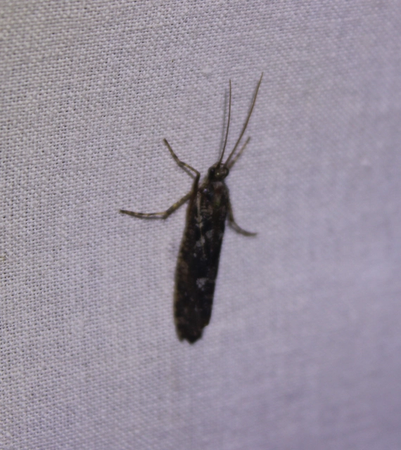 Trichoptera - Tegzesek