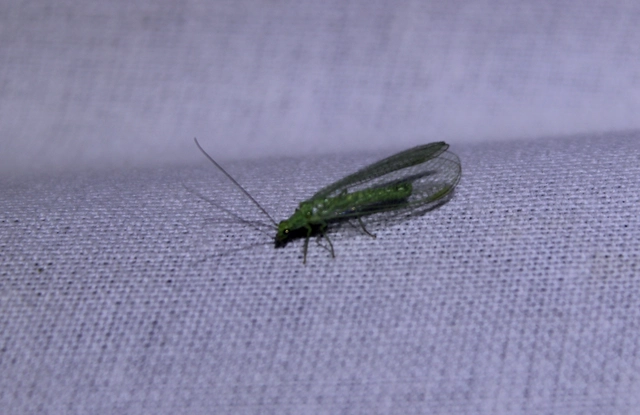 Chrysopidae - zöldfátyolkák Chrysopidae - zöldfátyolkák