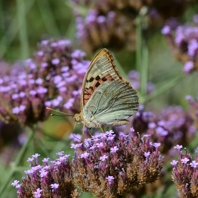 Argynnis pandora - zöldes gyöngyházlepke