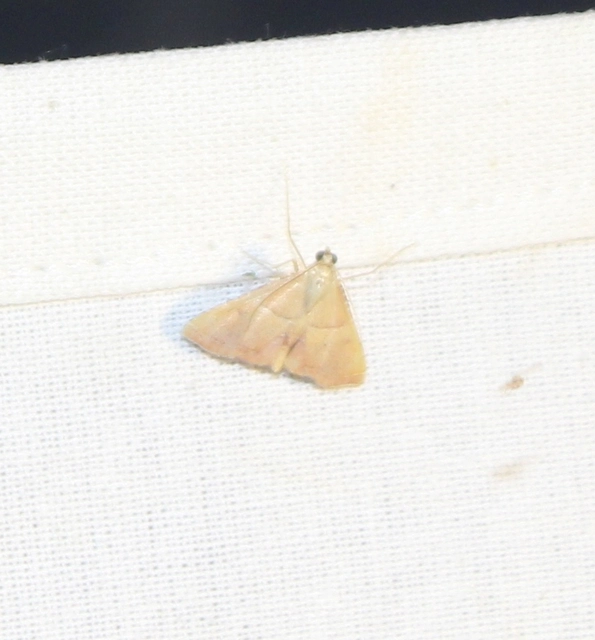Endotricha flammealis - tüzesszárnyú fényilonca