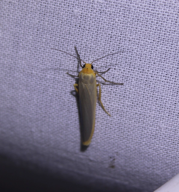 Eilema complana - közönséges zuzmószövő