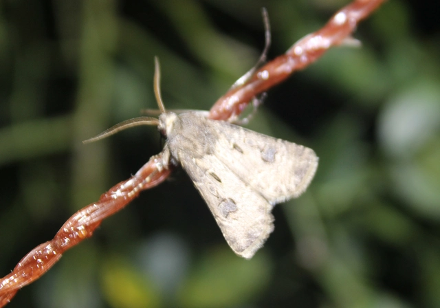 Agrotis bigramma - kétjegyű földibagoly