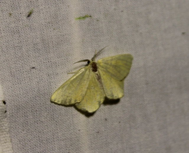 Angerona prunaria - sárga kökényaraszoló