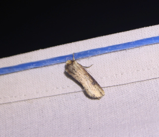 Axylia putris - vonalkás földibagoly