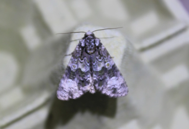 Craniophora ligustri - fagyalbagoly