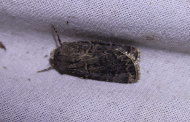 Agrotis bigramma - kétjegyű földibagoly