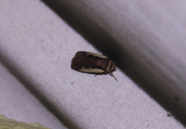 Ochropleura plecta - fehérszegélyű fűbagoly