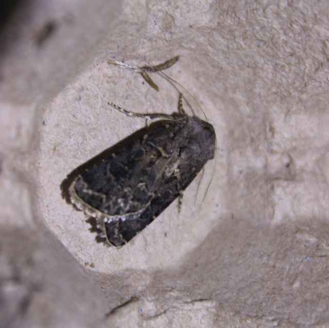 Agrotis bigramma - kétjegyű földibagoly