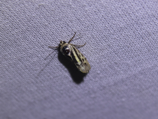 Emmelia trabealis - zebrabagoly