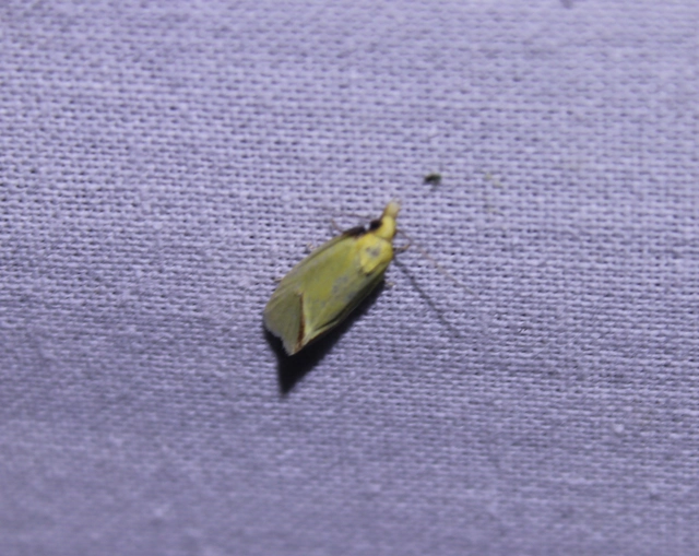 Agapeta hamana - közönséges sárgamoly