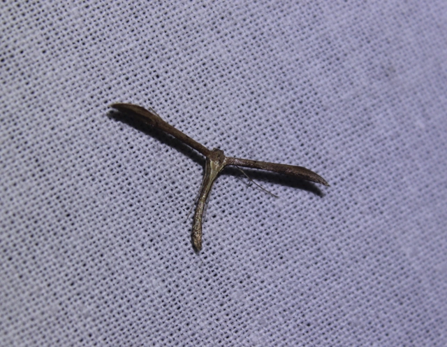 Pterophoridae - tollasmolyfélék