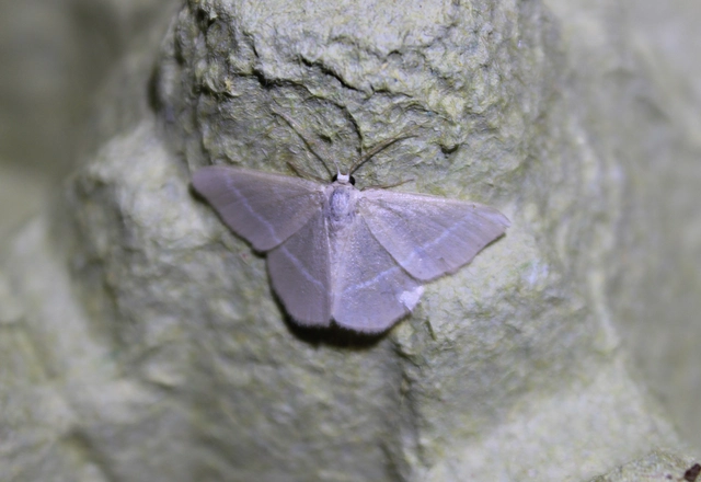 Chlorissa
