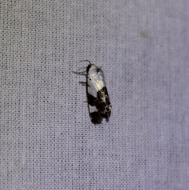 Acontia lucida - fehér nappalibagoly