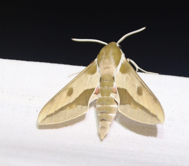 Hyles euphorbiae - kutyatejszender