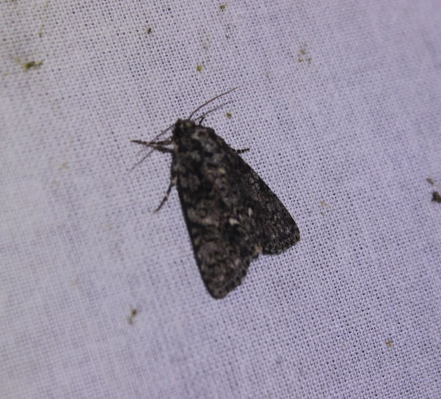 Acronicta rumicis - sóska-szigonyosbagoly