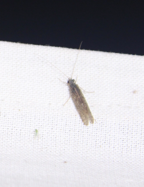 Trichoptera - Tegzesek