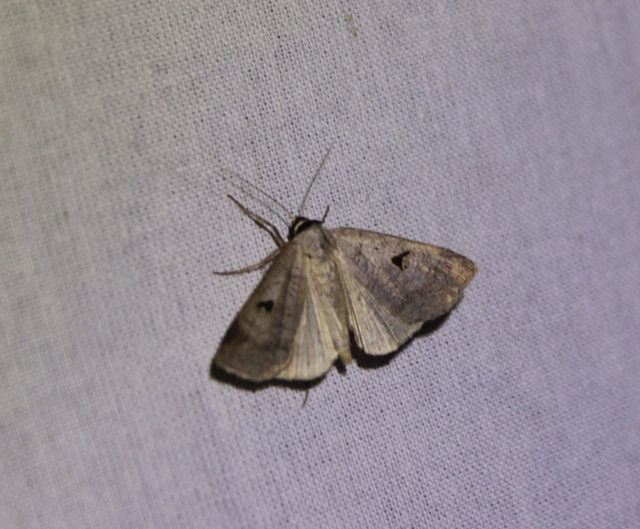 Lygephila pastinum - közönséges csüdfűbagoly
