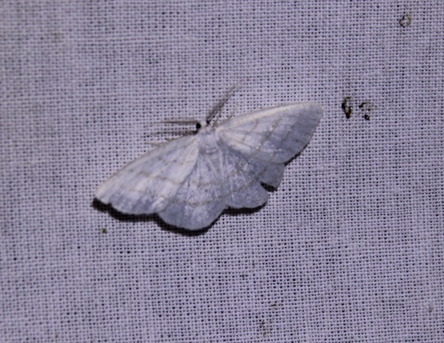 Cabera pusaria - fehér égeraraszoló