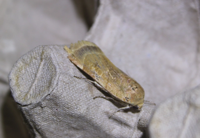 Noctua fimbriata - szélessávú sárgafűbagoly
