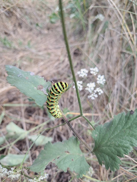 Papilio machaon - fecskefarkú lepke