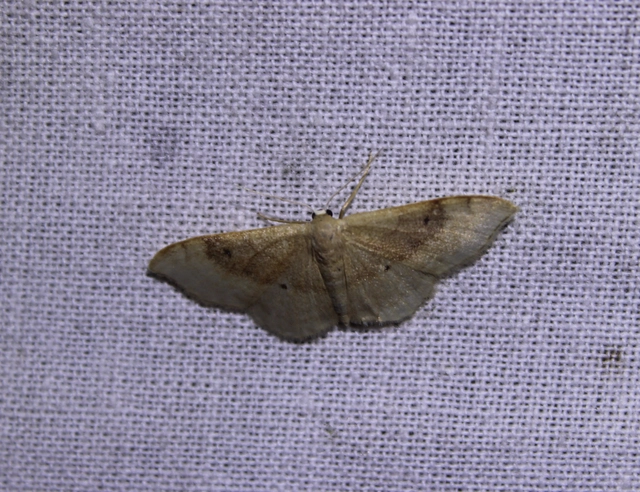 Idaea degeneraria - barnasávos araszoló