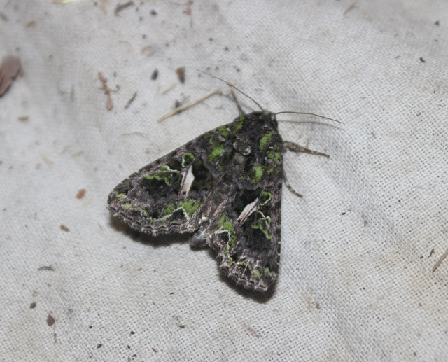Trachea atriplicis - nyári zöldbagoly