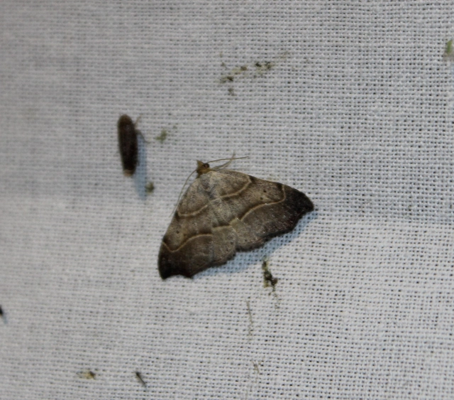 Laspeyria flexula - zuzmóbagoly