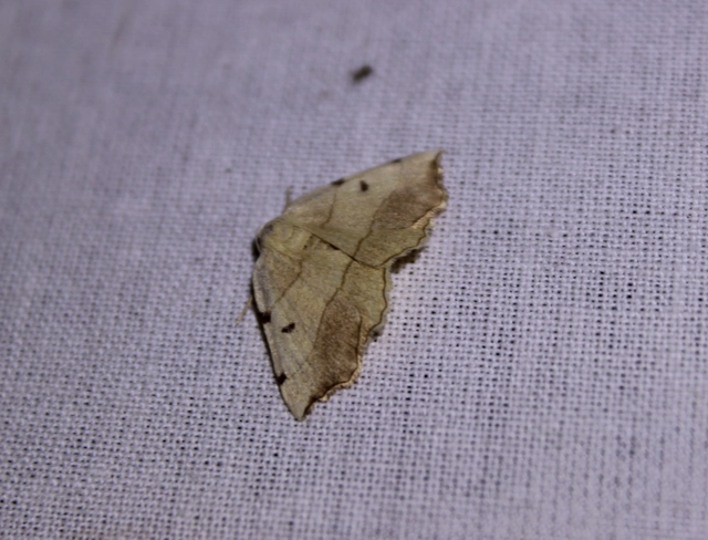 Eilicrinia trinotata - háromjegyű araszoló
