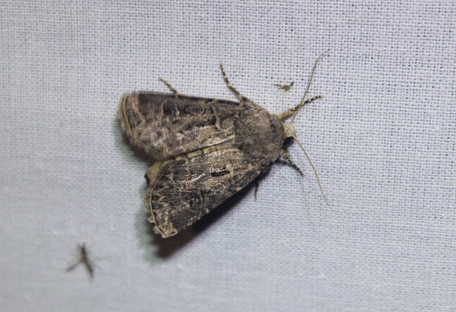 Agrotis bigramma - kétjegyű földibagoly