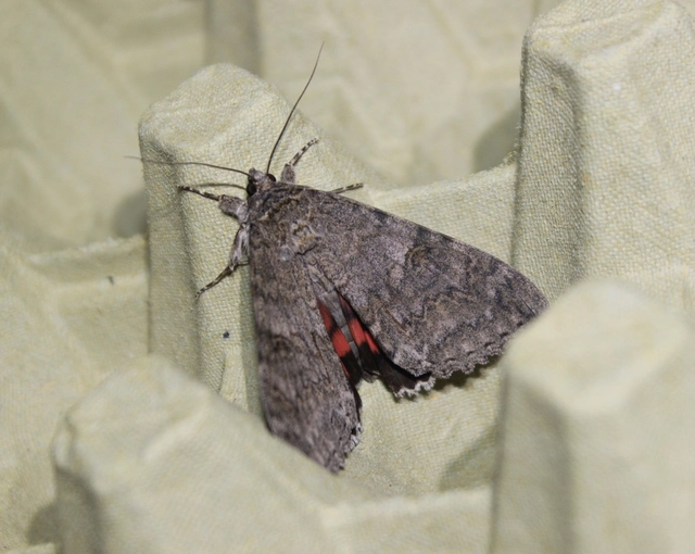 Catocala nupta - piros övesbagoly