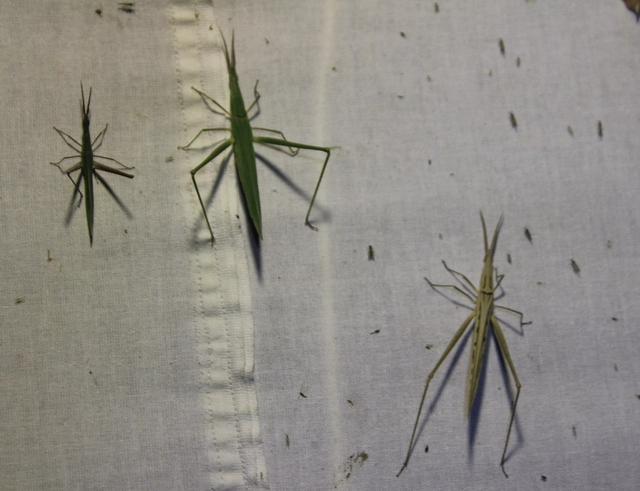 Acrida ungarica - sisakos sáska Acrida ungarica - sisakos sáska