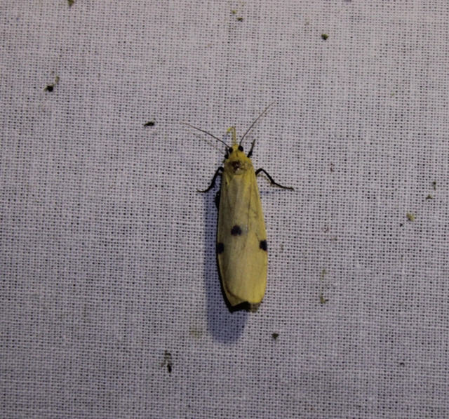Lithosia quadra - négypettyes zuzmószövő